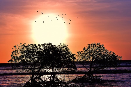 Beautiful Sunset beach behind treesの写真素材