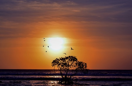 Sweet And Beautiful Sunset Beach Tree Silhouetteの写真素材