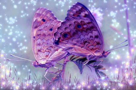 Beautiful Butterfly Matingの写真素材