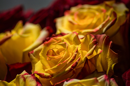 Congratulations red and yellow rosesの写真素材
