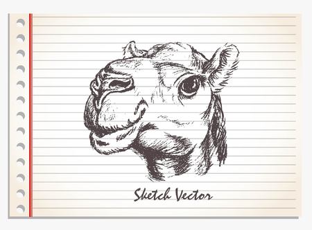 camel head, hand drawn vector on paper isolatedのイラスト素材