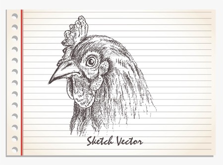 chicken head, hand drawn vector on paper isolatedのイラスト素材