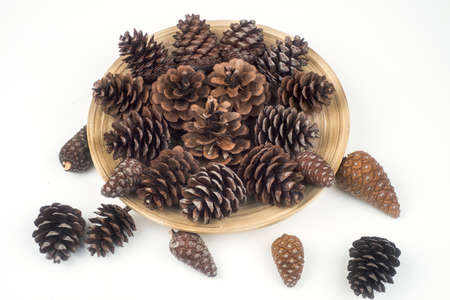 Decoration pine