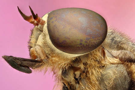 flies, pink background super macro.の写真素材