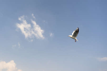 Seagull. seagulls flying in the skyの写真素材