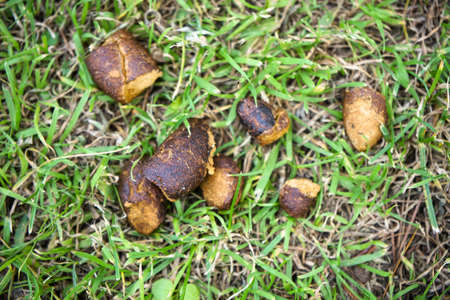 the animal feces on the lawns. cat dogの写真素材