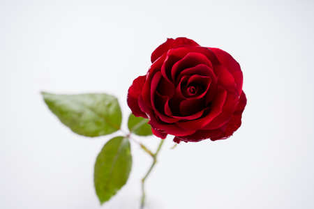 the Red Roses isolated on white backgroundの写真素材