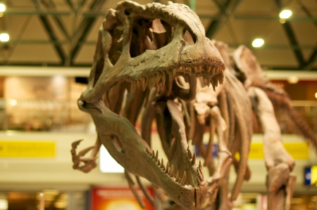 Dinosaur skeletonのeditorial素材