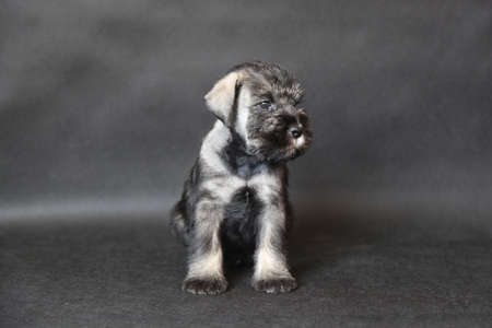 Standard schnauzer puppyの写真素材