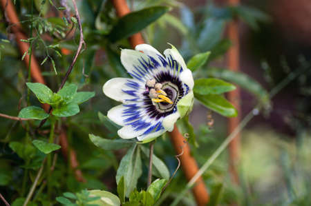 passiflora, flower, nature, garden, passion flowerの写真素材