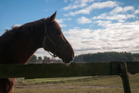 horse, animal, outdoor, mare, nature, farm, equine, equestrian, friendship, ranch, run, running,...