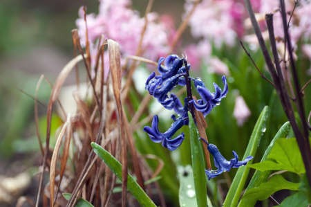 hyacinth, spring, green, garden, plant, floral, pink, purple
