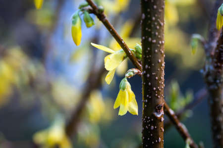 forsythia, flower, yellow, nature, blossom, plantの写真素材