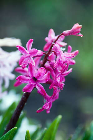 hyacinth, spring, green, garden, plant, floral, pink, purpleの写真素材