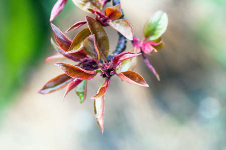 paradise apple, branch, food, flowerの写真素材