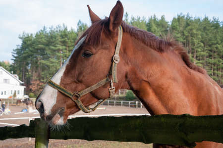 horse, animal, outdoor, mare, nature, farm, equine, equestrian, friendship, ranch, run, running, stallion, freedom, hobbies, lifestyles, majestic, thoroughbred, fast, agriculture, non-urban scene, rural scene, hoofed mammal scene, hoofed , horseback riding, affectionate, horses, galloppの写真素材