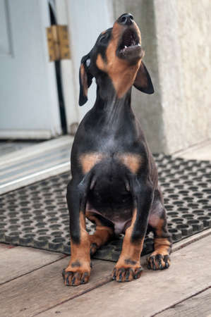 doberman, doberman pinscher, animal, pet, portrait, young, puppy, blacの写真素材