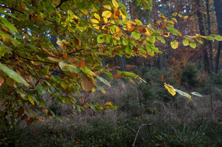 forest, autumn, nature, park, foliage, fall, red, bright, colorfulの写真素材