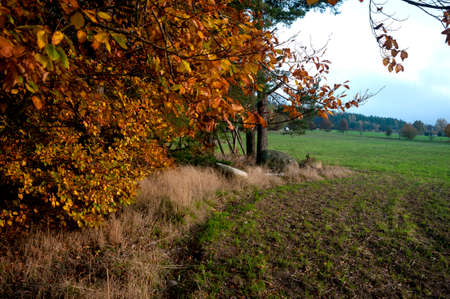 forest, autumn, nature, park, foliage, fall, red, bright, colorfulの写真素材