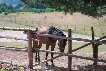 horse, animal, outdoor, mare, nature, farm, equine, equestrian, friendship, ranch, run, running, stallion, freedom, hobbies, lifestyles, majestic, thoroughbred, fast, agriculture, non-urban scene, rural scene, hoofed mammal scene, hoofed , horseback riding, affectionate, horses, galloppの写真素材