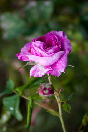 rose, flower, love, romance, gardeningの写真素材