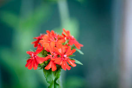 flower, bloom, field, nature, blossom, flora, garden, plantの写真素材