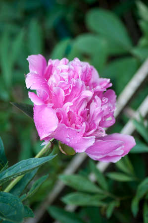 peony, flower, nature, pink, plant, floraの写真素材