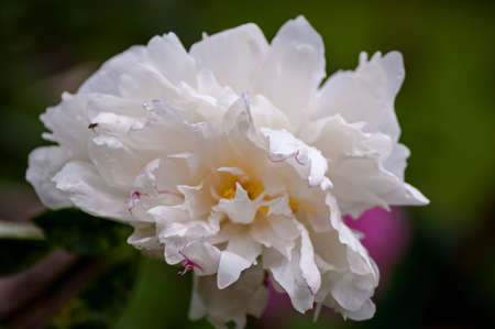 peony, flower, nature, pink, plant, floraの写真素材