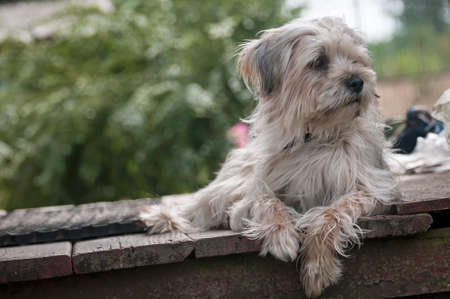 shih tzu, pet, dogの写真素材