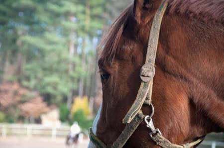 horse, animal, outdoor, mare, nature, farm, equine, equestrian, friendship, ranch, run, running, stallion, freedom, hobbies, lifestyles, majestic, thoroughbred, fast, agriculture, non-urban scene, rural scene, hoofed mammal scene, hoofed , horseback riding, affectionate, horses, galloppの写真素材