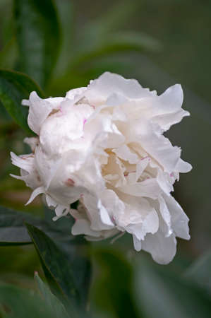 peony, flower, nature, pink, plant, floraの写真素材