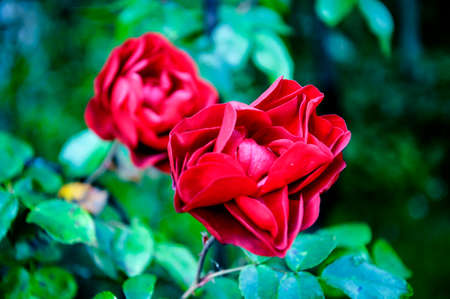 rose, flower, valentine, blossom, floral, love, holiday, red, bloom, flora, happy, romantic, beauty, celebration, green, rosa, botanical, nature, design, decor, roza, image of rose flower, flower pic roseの写真素材