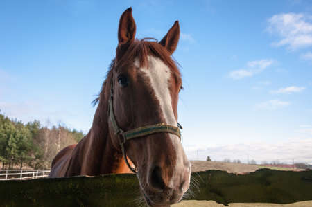 horse, animal, outdoor, mare, nature, farm, equine, equestrian, friendship, ranch, run, running, stallion, freedom, hobbies, lifestyles, majestic, thoroughbred, fast, agriculture, non-urban scene, rural scene, hoofed mammal scene, hoofed , horseback riding, affectionate, horses, galloppの写真素材