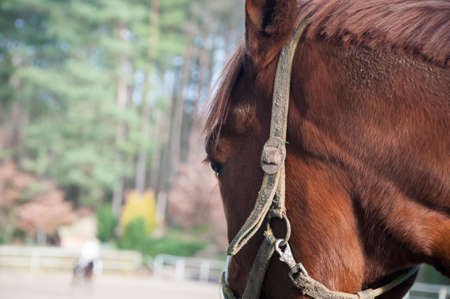 horse, animal, outdoor, mare, nature, farm, equine, equestrian, friendship, ranch, run, running, stallion, freedom, hobbies, lifestyles, majestic, thoroughbred, fast, agriculture, non-urban scene, rural scene, hoofed mammal scene, hoofed , horseback riding, affectionate, horses, galloppの写真素材