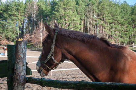 horse, animal, outdoor, mare, nature, farm, equine, equestrian, friendship, ranch, run, running, stallion, freedom, hobbies, lifestyles, majestic, thoroughbred, fast, agriculture, non-urban scene, rural scene, hoofed mammal scene, hoofed , horseback riding, affectionate, horses, galloppの写真素材