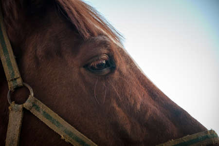 horse, animal, outdoor, mare, nature, farm, equine, equestrian, friendship, ranch, run, running, stallion, freedom, hobbies, lifestyles, majestic, thoroughbred, fast, agriculture, non-urban scene, rural scene, hoofed mammal scene, hoofed , horseback riding, affectionate, horses, galloppの写真素材