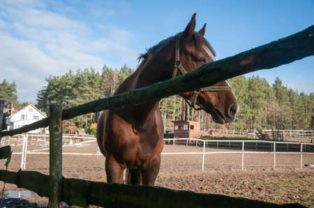 horse, animal, outdoor, mare, nature, farm, equine, equestrian, friendship, ranch, run, running, stallion, freedom, hobbies, lifestyles, majestic, thoroughbred, fast, agriculture, non-urban scene, rural scene, hoofed mammal scene, hoofed , horseback riding, affectionate, horses, galloppの写真素材