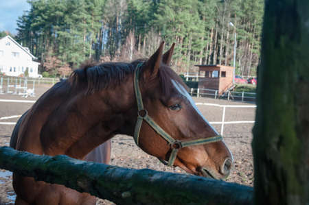 horse, animal, outdoor, mare, nature, farm, equine, equestrian, friendship, ranch, run, running, stallion, freedom, hobbies, lifestyles, majestic, thoroughbred, fast, agriculture, non-urban scene, rural scene, hoofed mammal scene, hoofed , horseback riding, affectionate, horses, galloppの写真素材