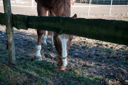 horse, animal, outdoor, mare, nature, farm, equine, equestrian, friendship, ranch, run, running, stallion, freedom, hobbies, lifestyles, majestic, thoroughbred, fast, agriculture, non-urban scene, rural scene, hoofed mammal scene, hoofed , horseback riding, affectionate, horses, galloppの写真素材