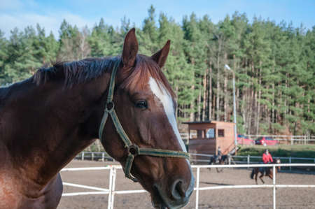 horse, animal, outdoor, mare, nature, farm, equine, equestrian, friendship, ranch, run, running, stallion, freedom, hobbies, lifestyles, majestic, thoroughbred, fast, agriculture, non-urban scene, rural scene, hoofed mammal scene, hoofed , horseback riding, affectionate, horses, galloppの写真素材