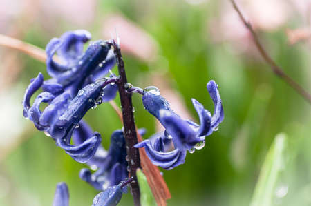 hyacinth, spring, green, garden, plant, floral, pink, purpleの写真素材