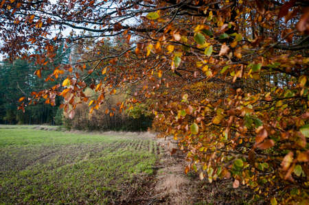 forest, autumn, nature, park, foliage, fall, red, bright, colorfulの写真素材
