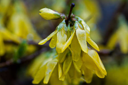 forsythia, flower, yellow, nature, blossom, plantの写真素材
