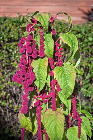 amaranth, pendulous, plant, leaf, agriculture, ornamental, stem, bloom, flora,の写真素材