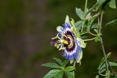 passiflora, flower, nature, garden, passion flowerの写真素材