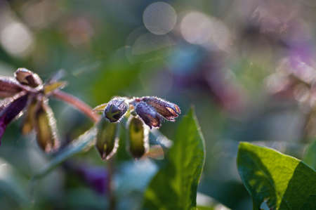 lungwort, leaf, plant, spotted, pink, spring, lungwortの写真素材