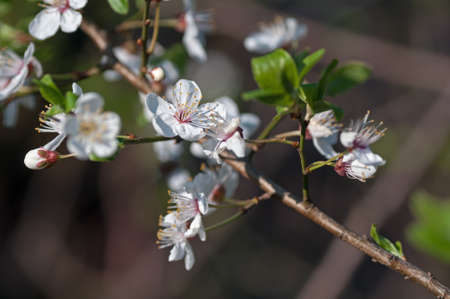 blossom, flower, cherry, pink, tree, spring, cherry blossomの写真素材