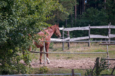 horse, animal, outdoor, mare, nature, farm, equine, equestrian, friendship, ranch, run, running, stallion, freedom, hobbies, lifestyles, majestic, thoroughbred, fast, agriculture, non-urban scene, rural scene, hoofed mammal scene, hoofed , horseback riding, affectionate, horses, galloppの写真素材