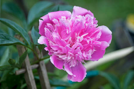 peony, flower, nature, pink, plant, floraの写真素材