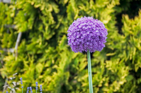 flower, decorative, garlic, garden, natureの写真素材
